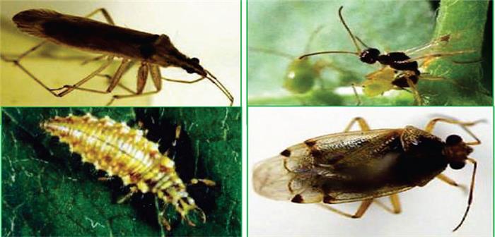 دشمنان طبیعی سن سبز یونجه